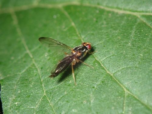 Chyliza sp.